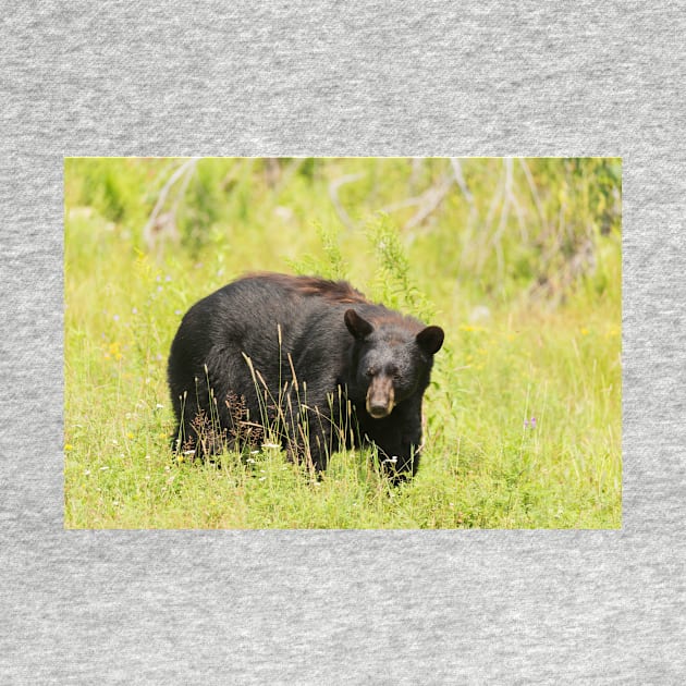 Black Bear in a pasture by josefpittner